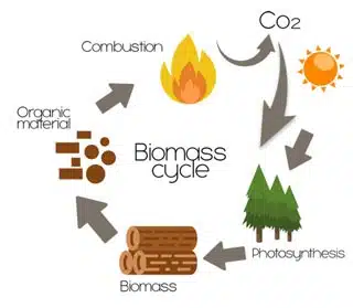 biomass cycle kids