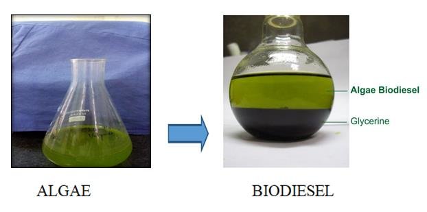 Steam Turbine for Electricity Generation with Biodiesel from Algae